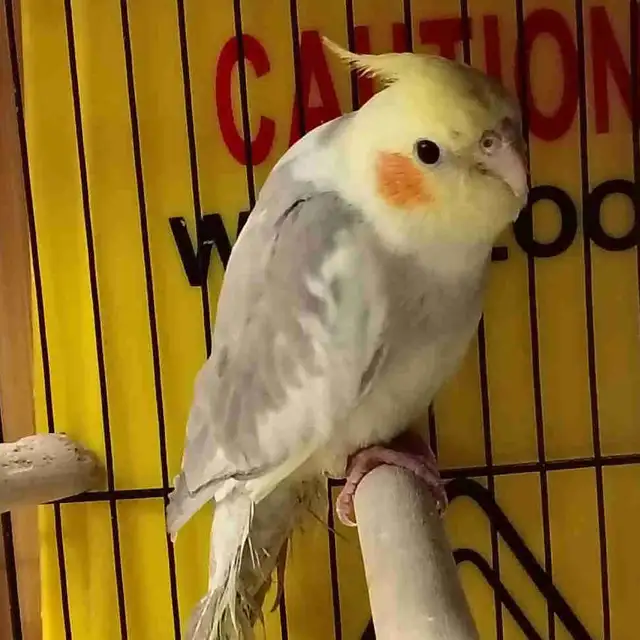 baby pied cockatiel