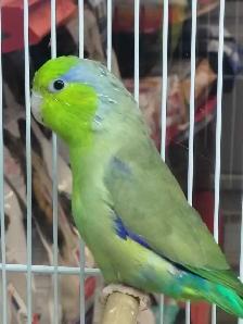 Pacific Blue parrotlet - Photo 2