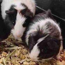 baby guinea pigs