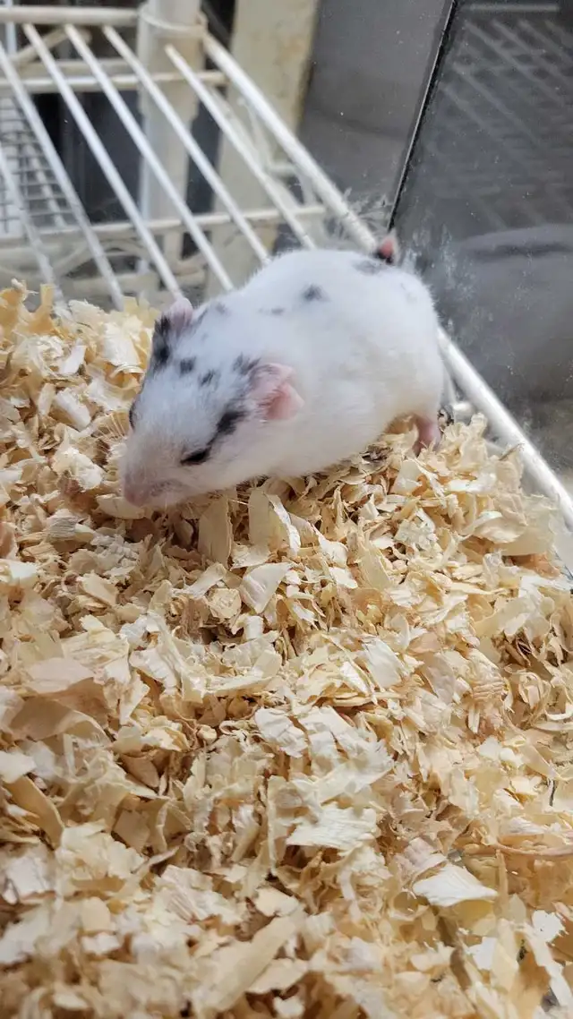 hamsters