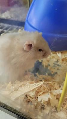 hamsters - Photo 2