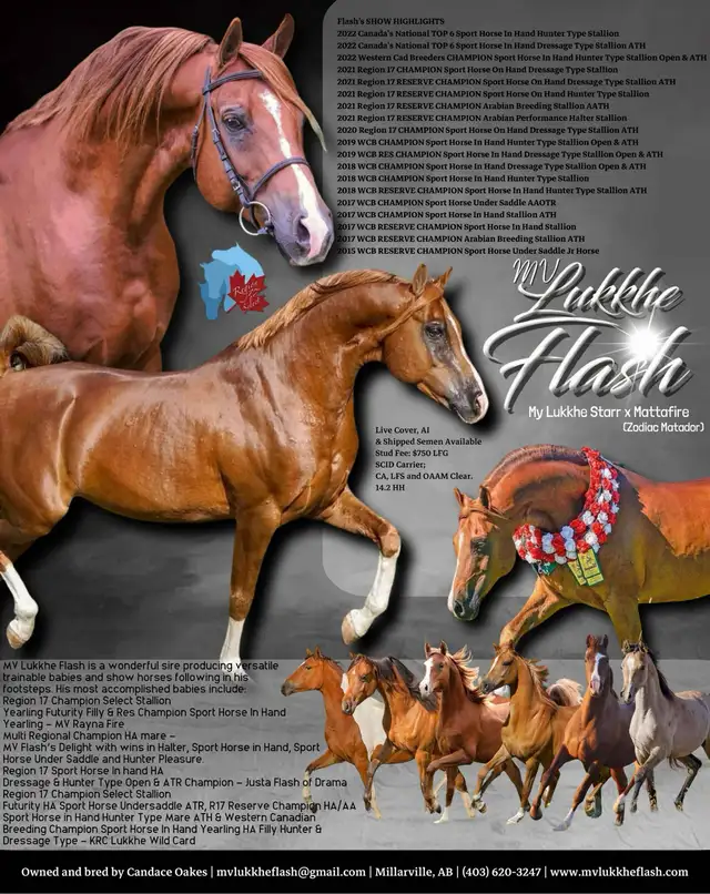 Stunning Arabian Stallion AT STUD- Champion Producing