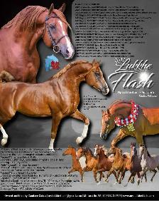 Stunning Arabian Stallion AT STUD- Champion Producing