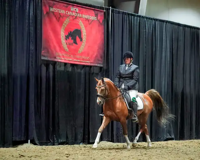 Stunning Arabian Stallion AT STUD- Champion Producing - Photo 2