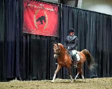 Stunning Arabian Stallion AT STUD- Champion Producing - Photo 2