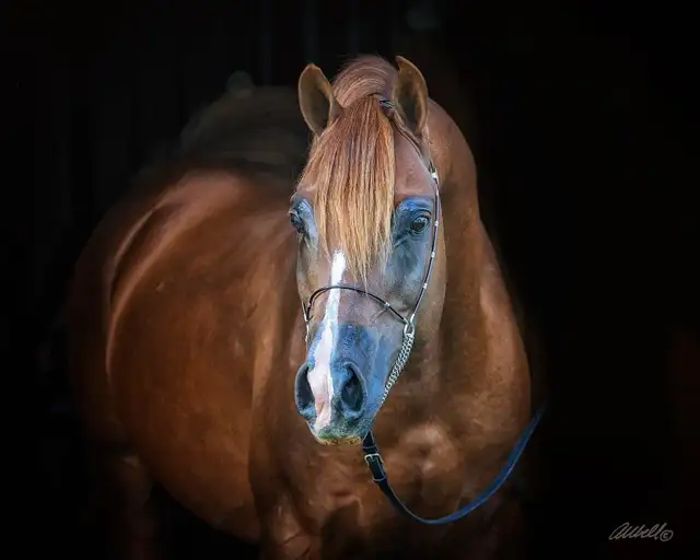 Stunning Arabian Stallion AT STUD- Champion Producing - Photo 3