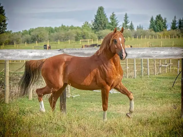 Stunning Arabian Stallion AT STUD- Champion Producing - Photo 4