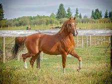 Stunning Arabian Stallion AT STUD- Champion Producing - Photo 4