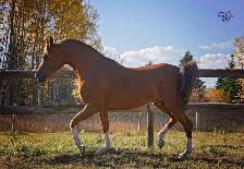 Stunning Arabian Stallion AT STUD- Champion Producing - Photo 5