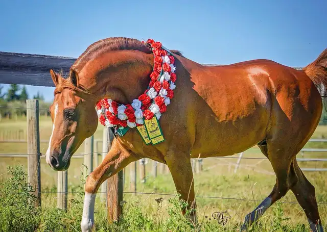 Stunning Arabian Stallion AT STUD- Champion Producing - Photo 6