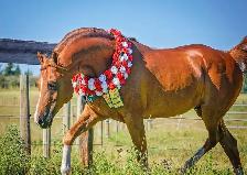 Stunning Arabian Stallion AT STUD- Champion Producing - Photo 6