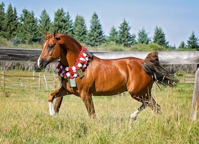Stunning Arabian Stallion AT STUD- Champion Producing - Photo 7