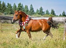 Stunning Arabian Stallion AT STUD- Champion Producing - Photo 7