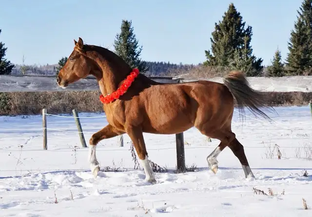 Stunning Arabian Stallion AT STUD- Champion Producing - Photo 8