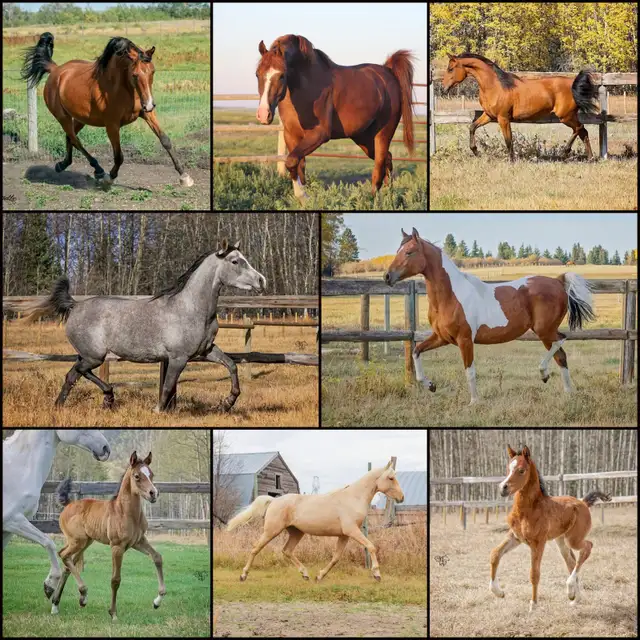 Stunning Arabian Stallion AT STUD- Champion Producing - Photo 9