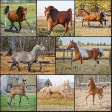 Stunning Arabian Stallion AT STUD- Champion Producing - Photo 9