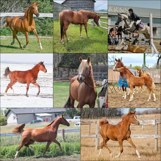 Stunning Arabian Stallion AT STUD- Champion Producing - Photo 10