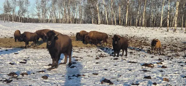 Bison calves