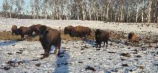 Bison calves