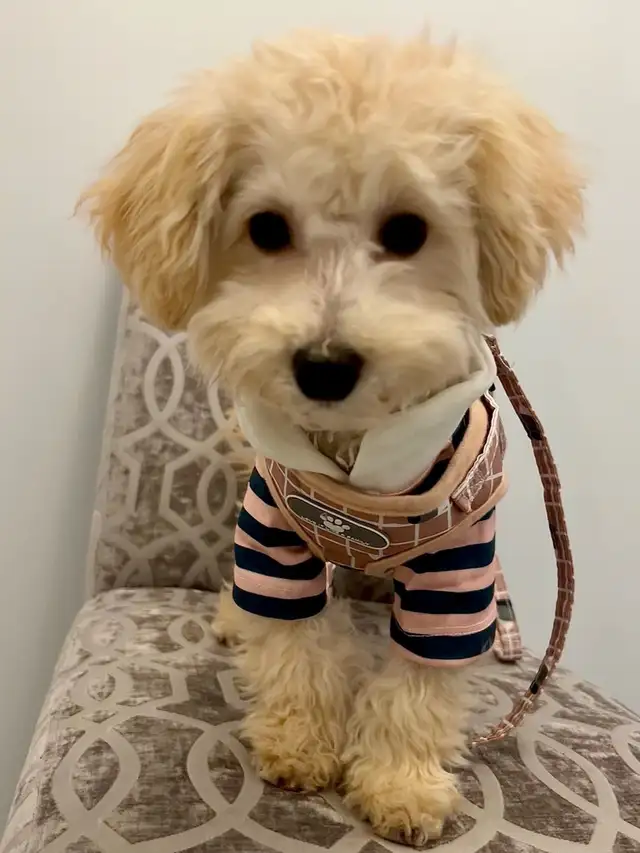 Toy poodle Puppies Looking for New Home!