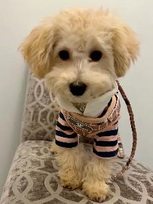 Toy poodle Puppies Looking for New Home!