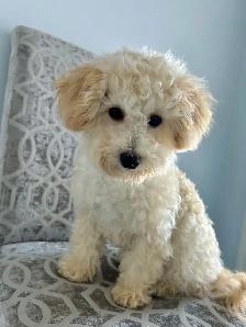 Toy poodle Puppies Looking for New Home! - Photo 2