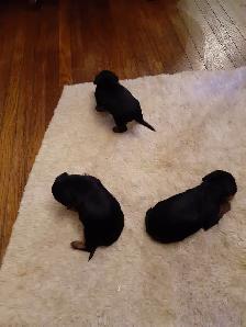 Yorkie Puppies Female