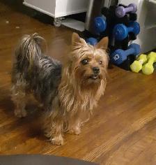 Yorkie Puppies Female - Photo 2