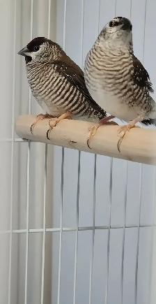 PLUSIEURS PETITS PINSONS À VENDRE PEUT VENIR AVEC CAGE