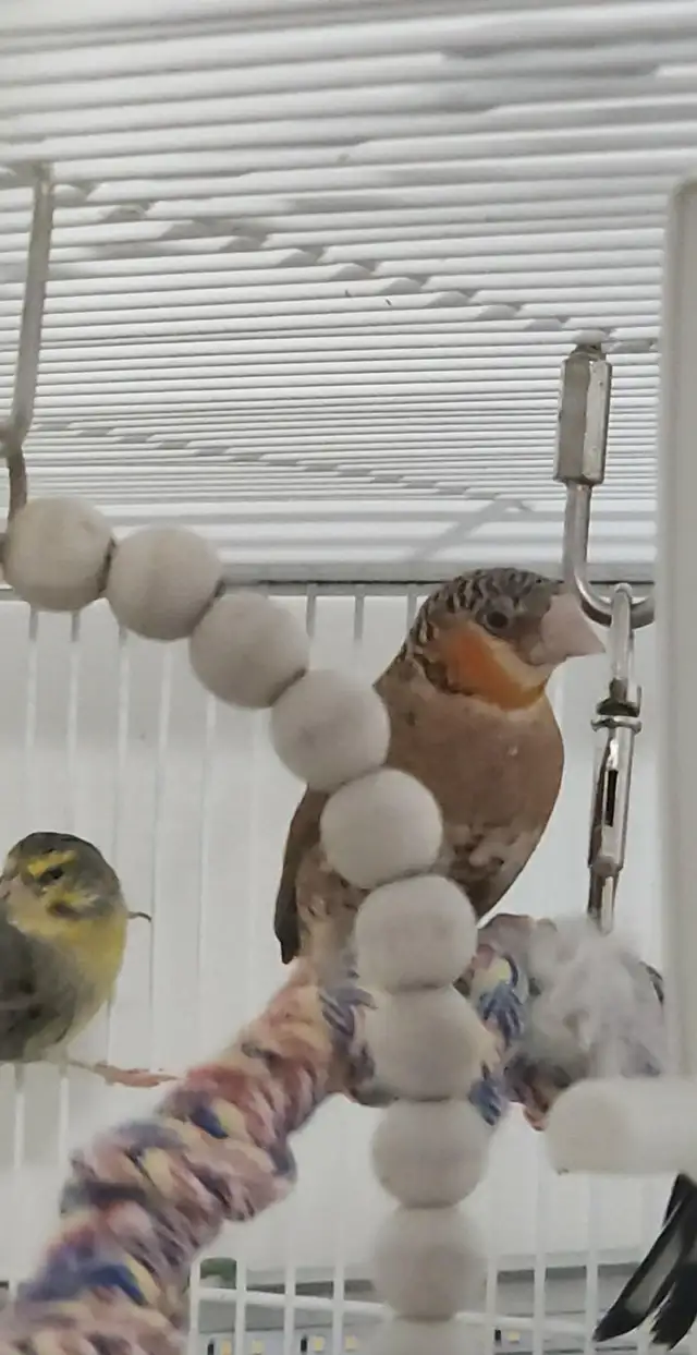 PLUSIEURS PETITS PINSONS À VENDRE PEUT VENIR AVEC CAGE - Photo 2