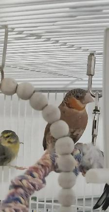 PLUSIEURS PETITS PINSONS À VENDRE PEUT VENIR AVEC CAGE - Photo 2