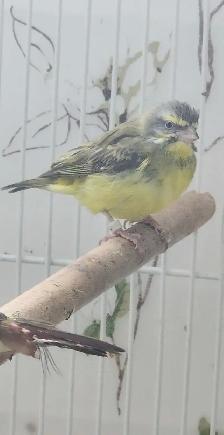 PLUSIEURS PETITS PINSONS À VENDRE PEUT VENIR AVEC CAGE - Photo 4