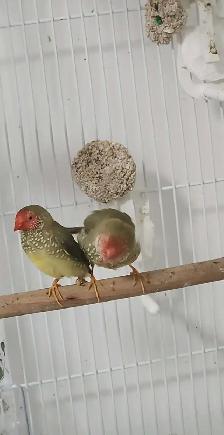 PLUSIEURS PETITS PINSONS À VENDRE PEUT VENIR AVEC CAGE - Photo 5