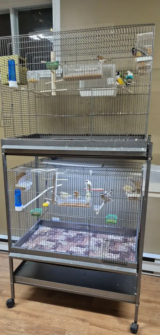 PLUSIEURS PETITS PINSONS À VENDRE PEUT VENIR AVEC CAGE - Photo 7