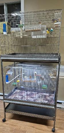 PLUSIEURS PETITS PINSONS À VENDRE PEUT VENIR AVEC CAGE - Photo 7