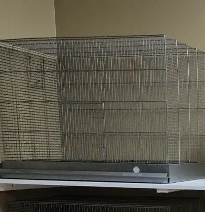 PLUSIEURS PETITS PINSONS À VENDRE PEUT VENIR AVEC CAGE - Photo 8