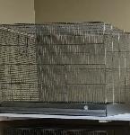 PLUSIEURS PETITS PINSONS À VENDRE PEUT VENIR AVEC CAGE - Photo 8