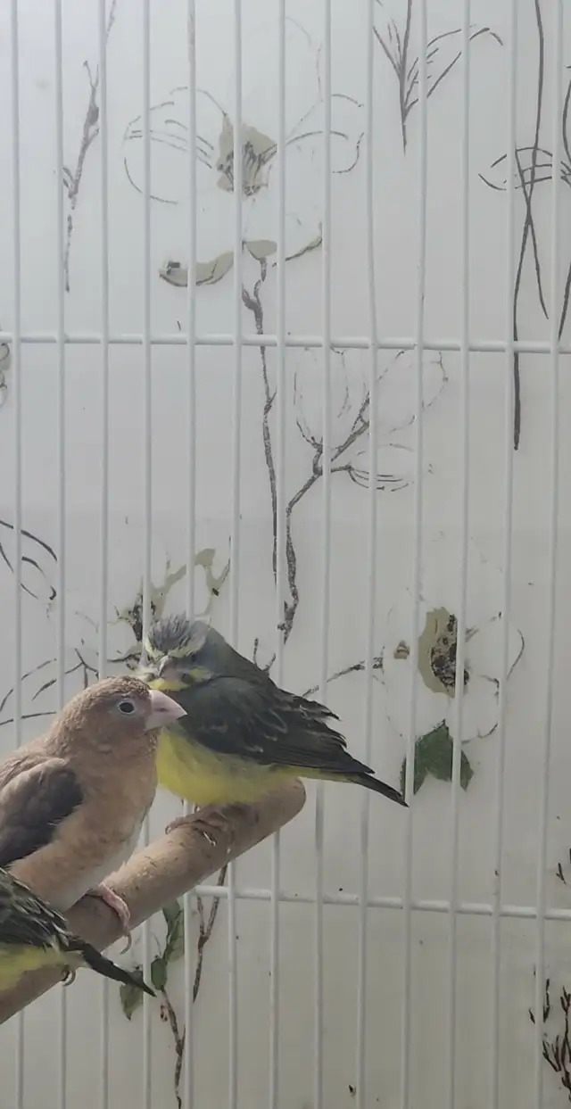 PLUSIEURS PETITS PINSONS À VENDRE PEUT VENIR AVEC CAGE - Photo 9