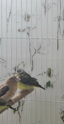 PLUSIEURS PETITS PINSONS À VENDRE PEUT VENIR AVEC CAGE - Photo 9