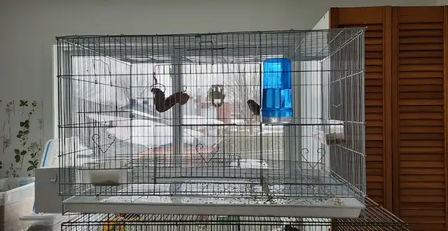 PLUSIEURS PETITS PINSONS À VENDRE PEUT VENIR AVEC CAGE - Photo 10