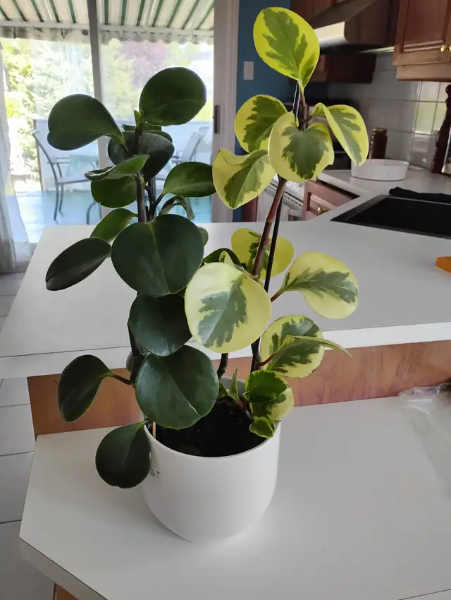 3PLANTES 23'HAU:2 VERTES FONCÉES 1 VERT PALE DANSPOT BLANC$20.00