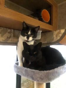 Rental or Acreage Needed