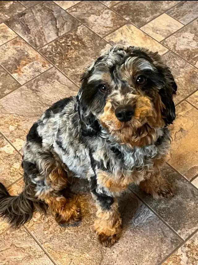 cockapoo