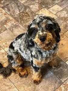 cockapoo