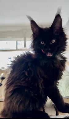 Maine Coon Kittens  Open for Reservation Cost from $2000