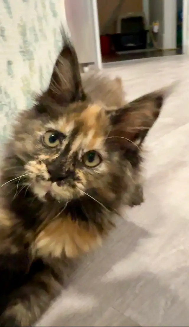 Maine Coon Kittens  Open for Reservation Cost from $2000 - Photo 2