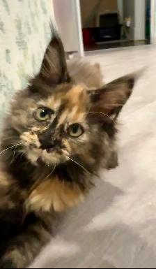 Maine Coon Kittens  Open for Reservation Cost from $2000 - Photo 2