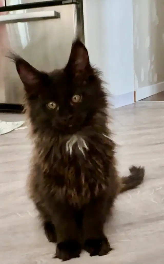 Maine Coon Kittens  Open for Reservation Cost from $2000 - Photo 3