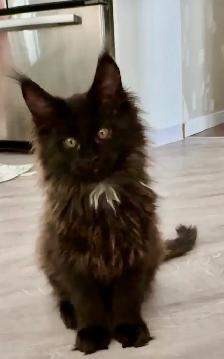 Maine Coon Kittens  Open for Reservation Cost from $2000 - Photo 3