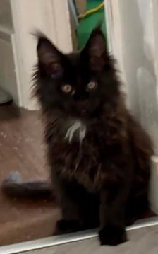 Maine Coon Kittens  Open for Reservation Cost from $2000 - Photo 4